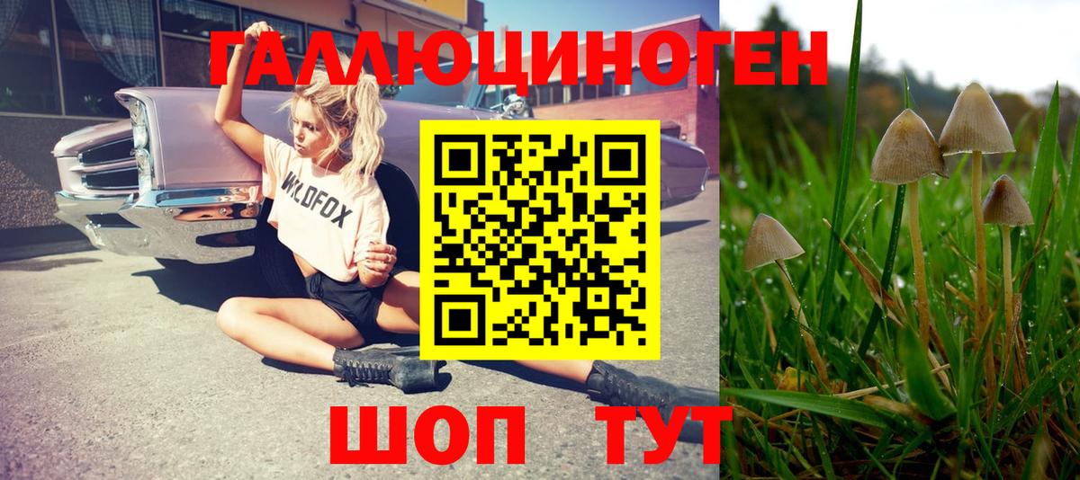 Галлюциногенные грибы Psilocybe  Псилоцибиновые грибы Psilocybe  Вход с VPN  где продают   Вязьма 